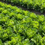 Study Shows Significant Reduction of Foodborne Illness Risk in Leafy Greens with SmartWash Boost Pretreatment